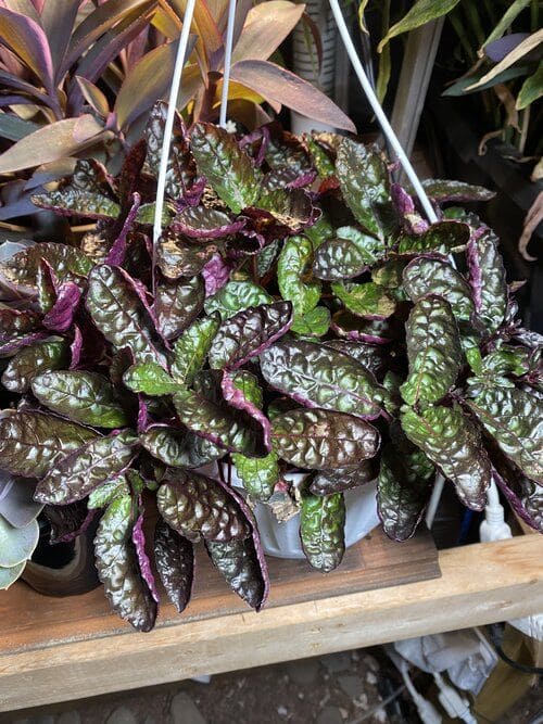 10 Stunning Plants With Purple Leaves for a Bold Garden