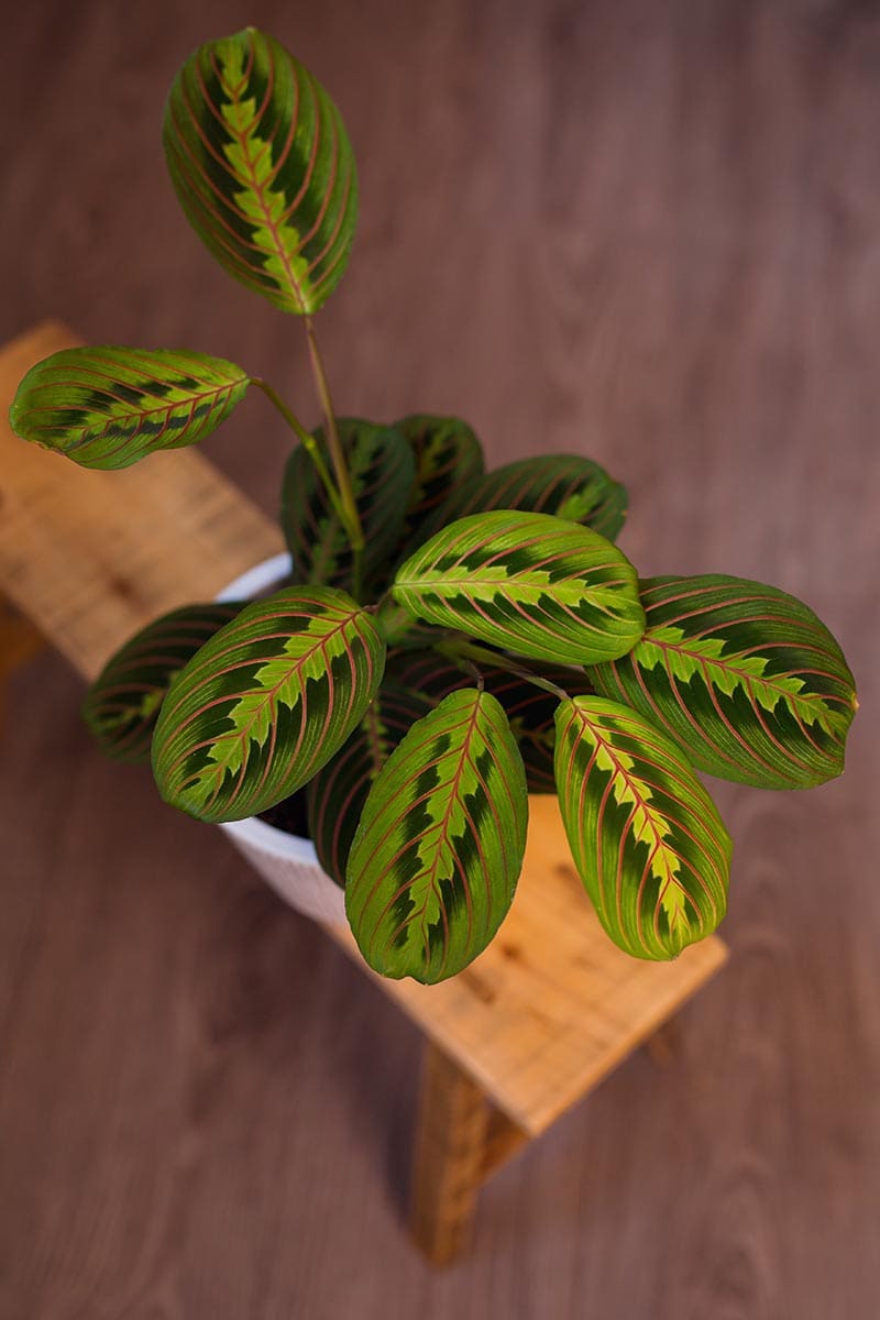 12 Unique Houseplants That Will Make Your Home Stand Out