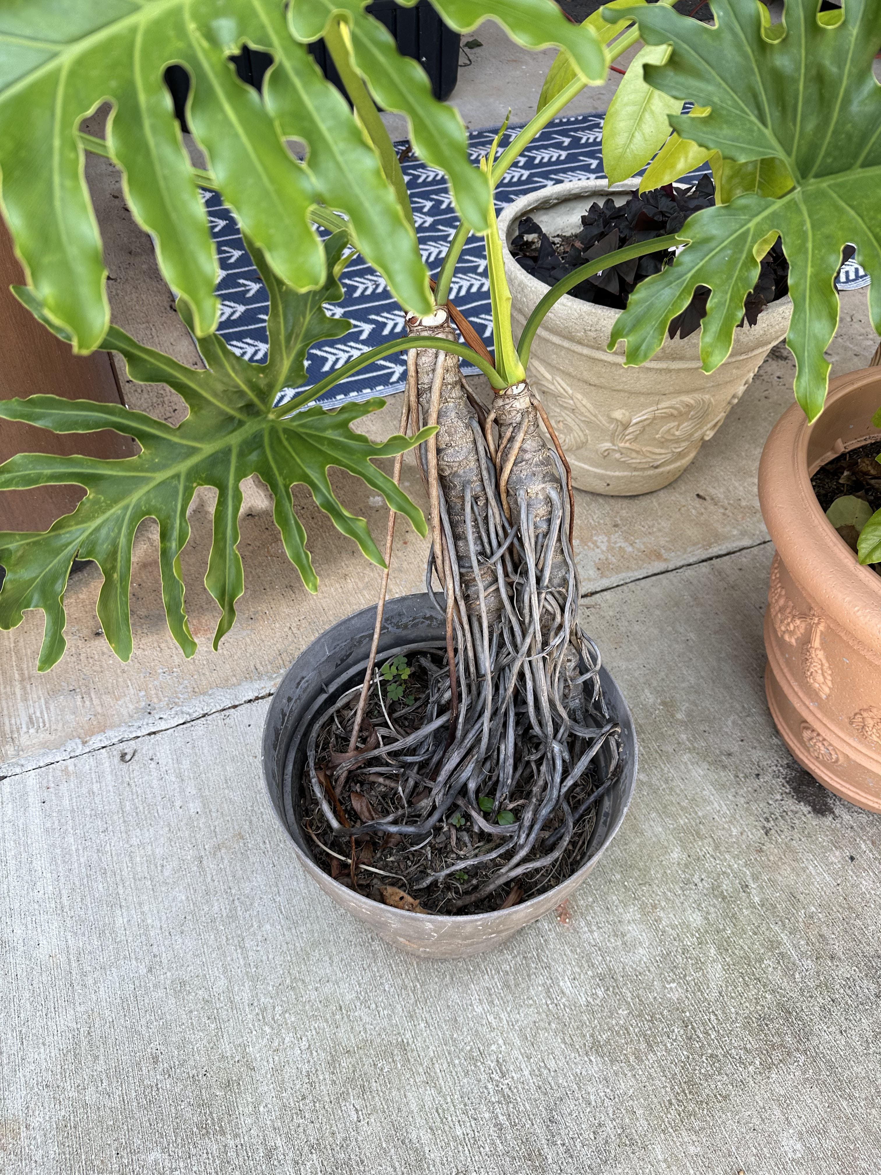 7 Tips to Grow Philodendrons with the Biggest Leaves