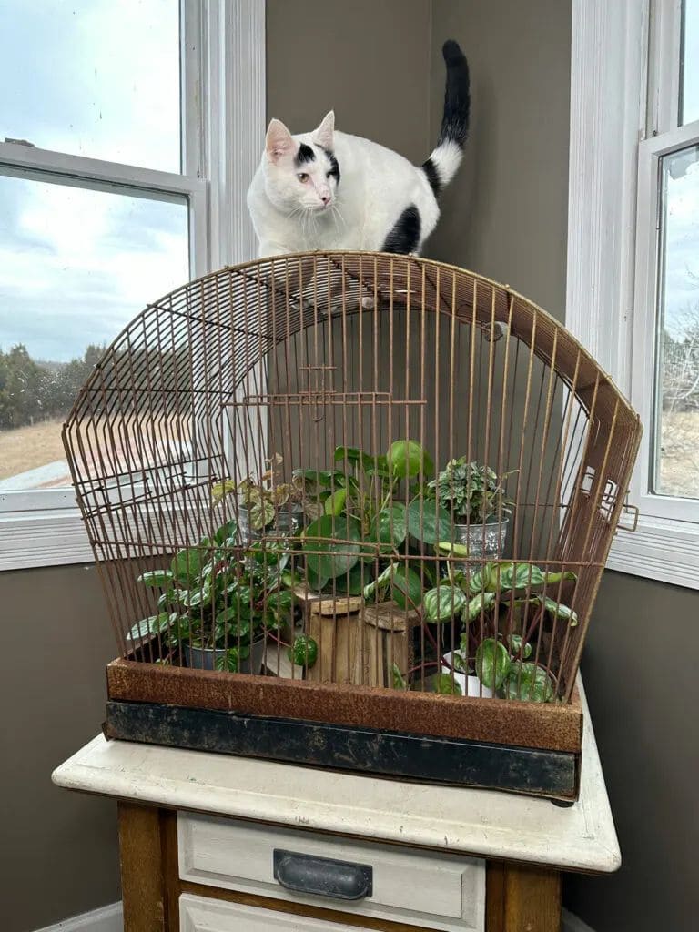 8 Smart Ways to Keep Cats Out of Your Houseplants