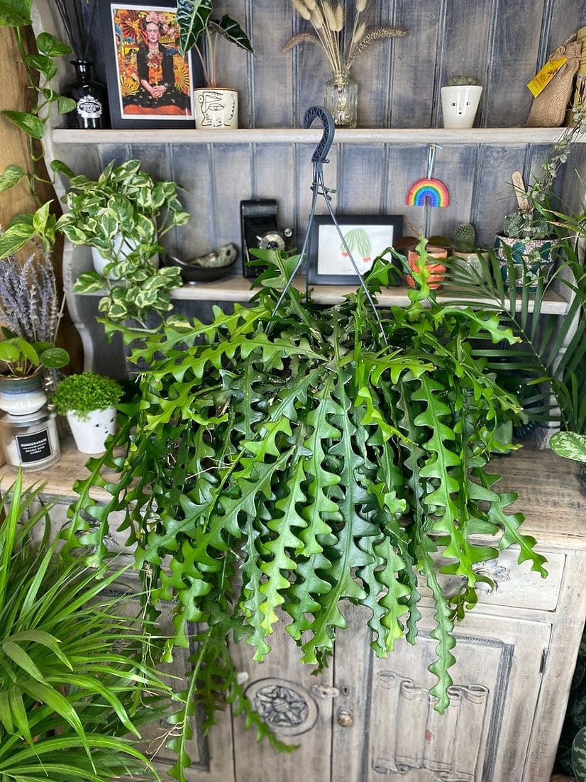 7 Tips to Get Your Fishbone Cactus to Bloom