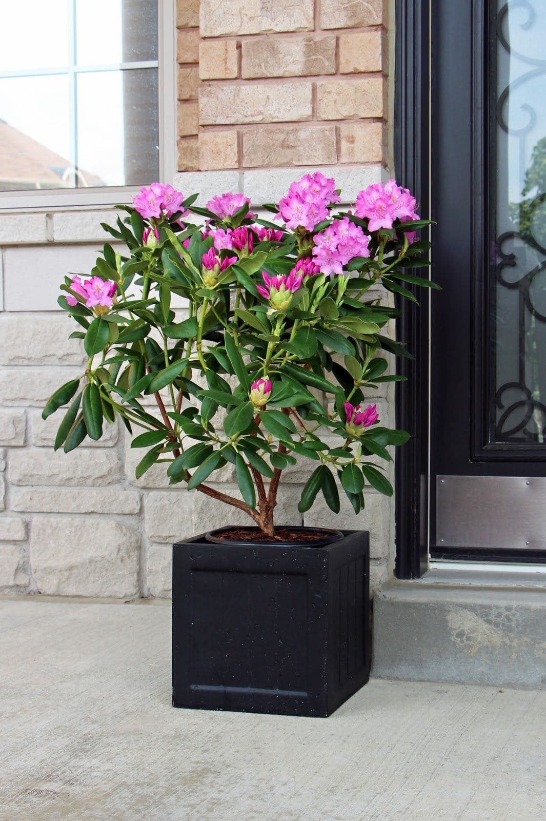 10 Evergreen Trees That Don’t Lose Their Leaves