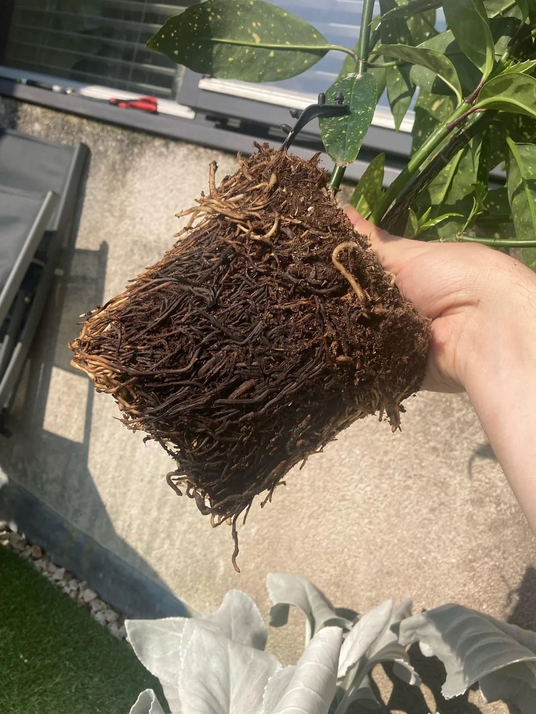 Stop Putting Saucers Under Your Planters. Here’s Why