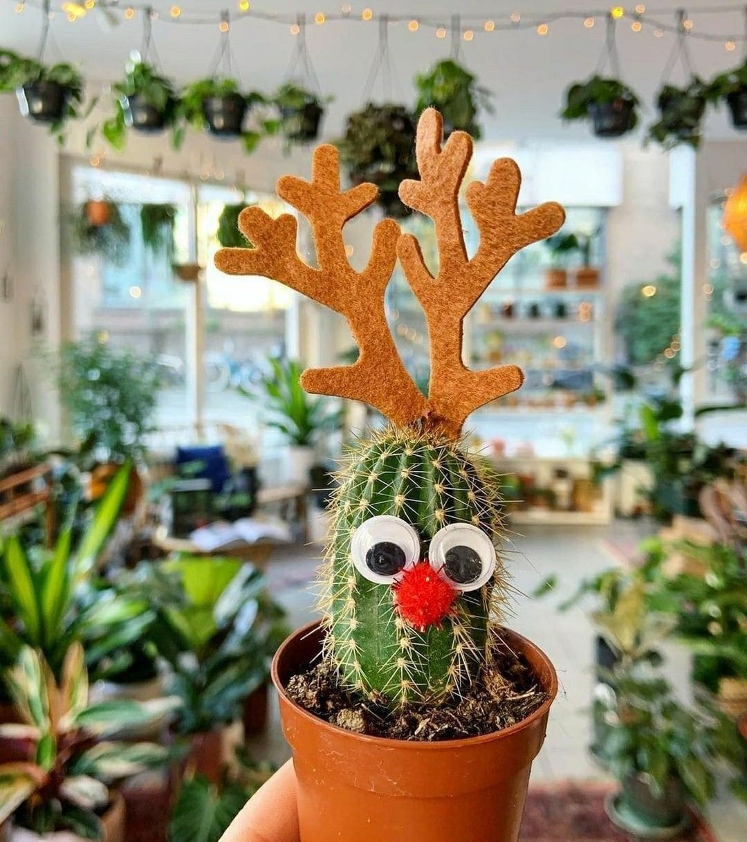 Rudolph the Red-Nosed Cactus