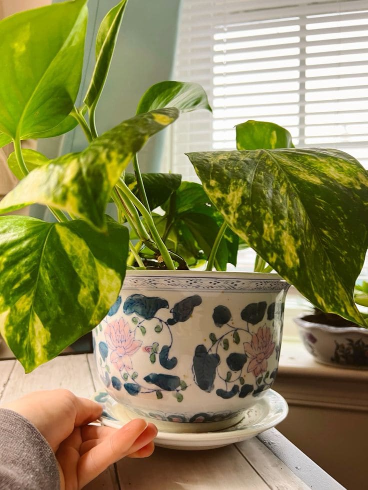 Stop Putting Saucers Under Your Planters. Here’s Why
