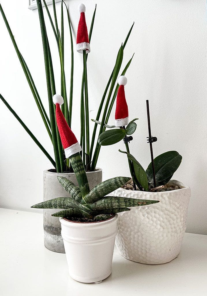 Santa Hat Houseplant Cheer