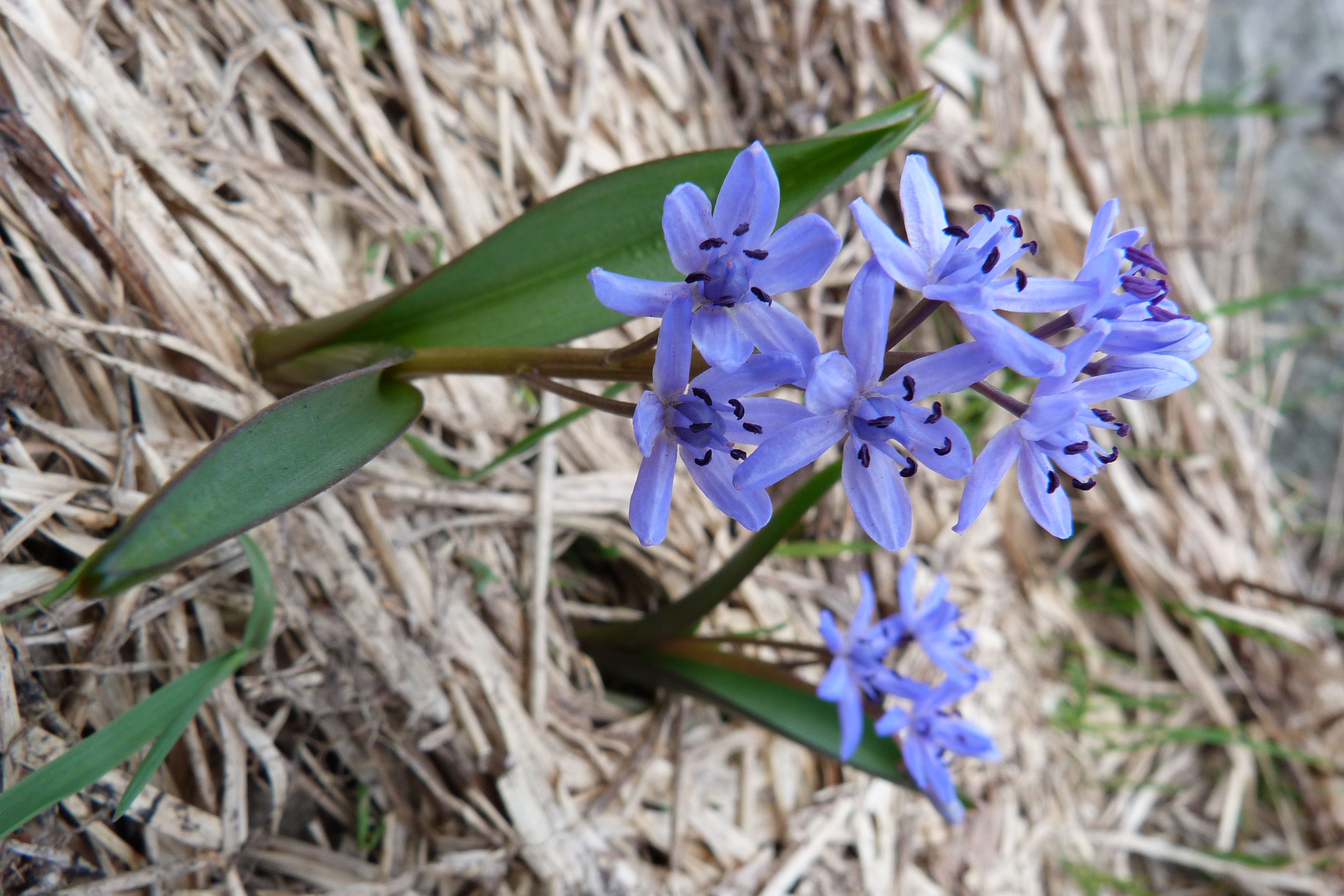 10 Best Bulbs You Can Plant in Fall