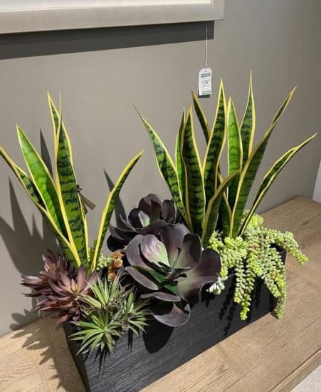 10 Best Plants That Grow Well with Snake Plants