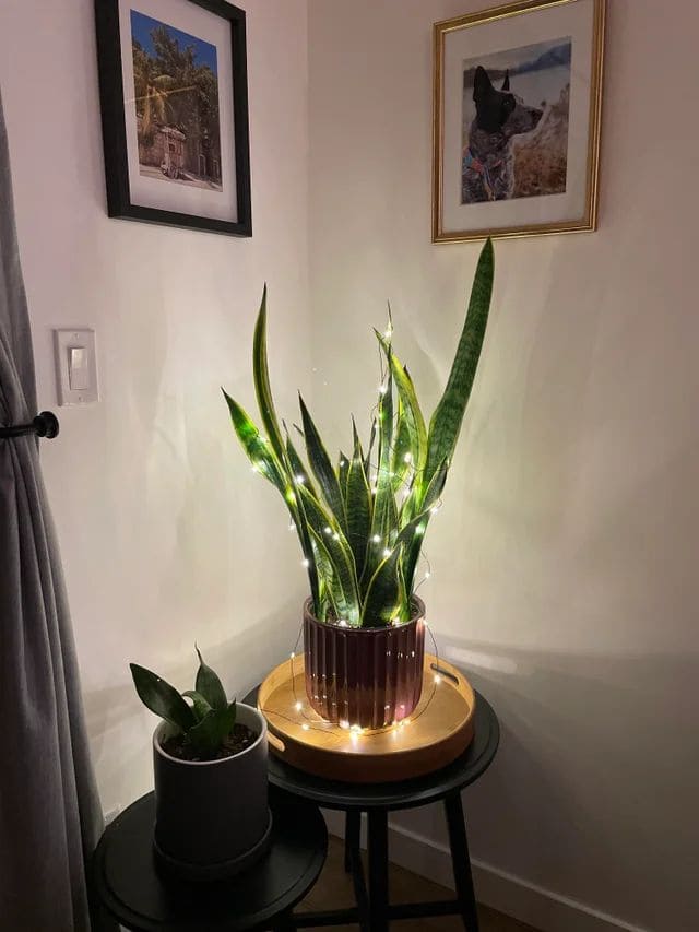 Snake Plant Sparkle Christmas Corner