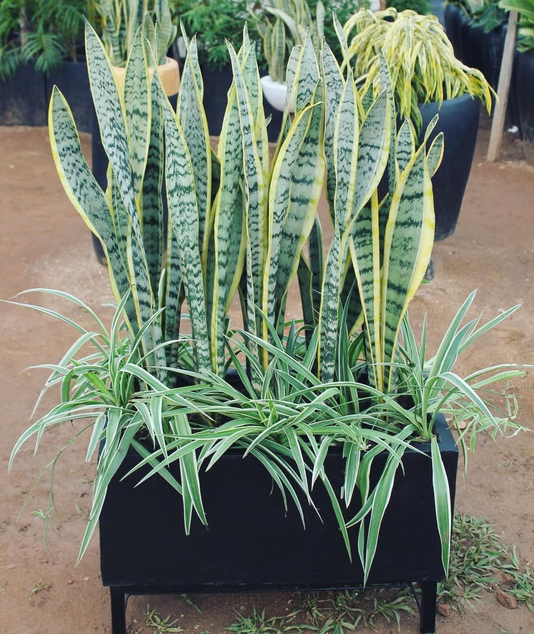 10 Best Plants That Grow Well with Snake Plants