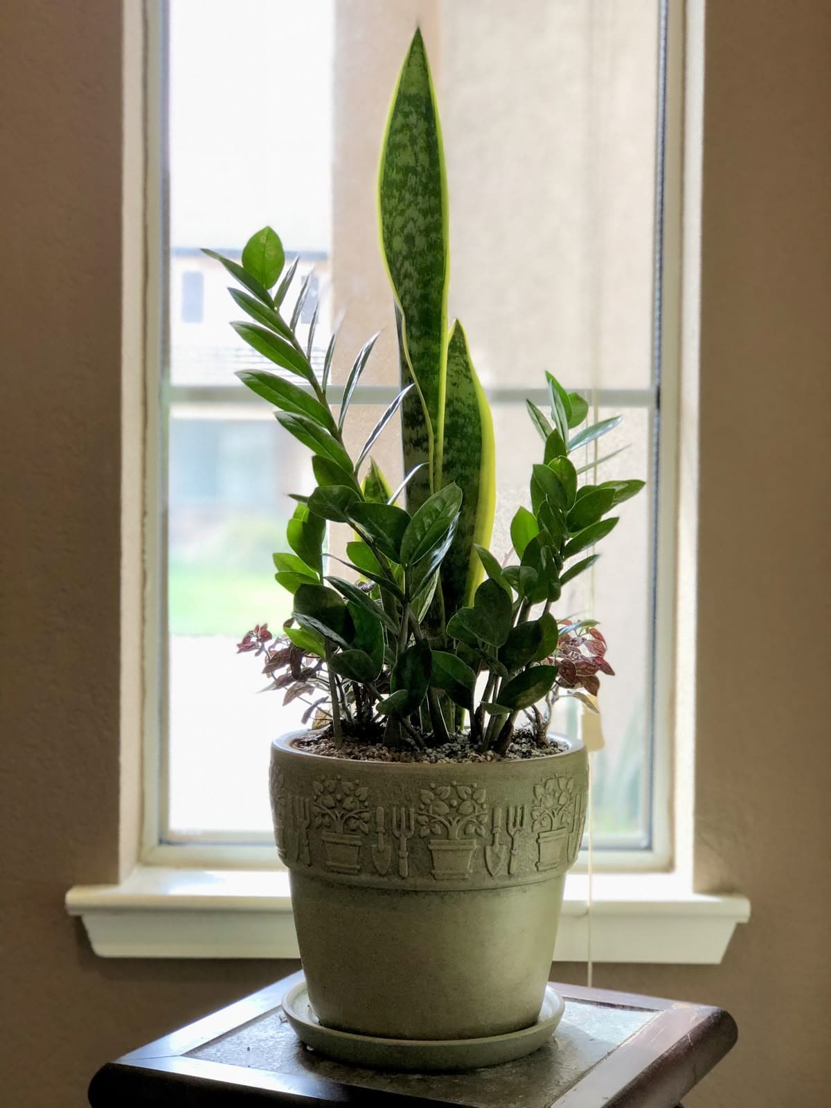 10 Best Plants That Grow Well with Snake Plants