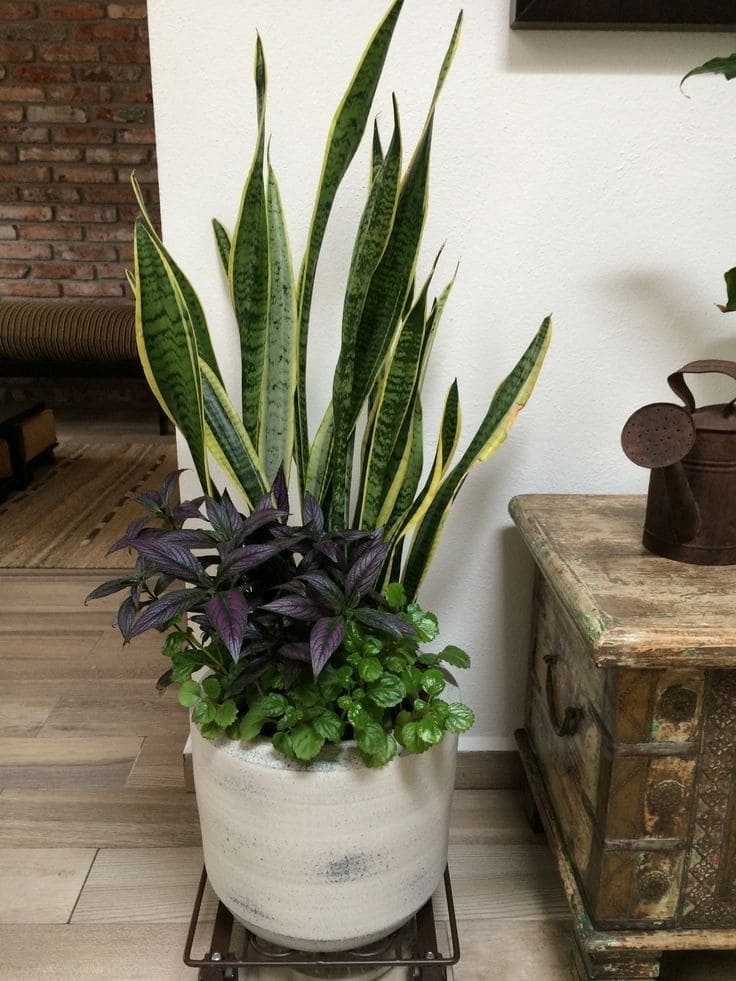 10 Best Plants That Grow Well with Snake Plants