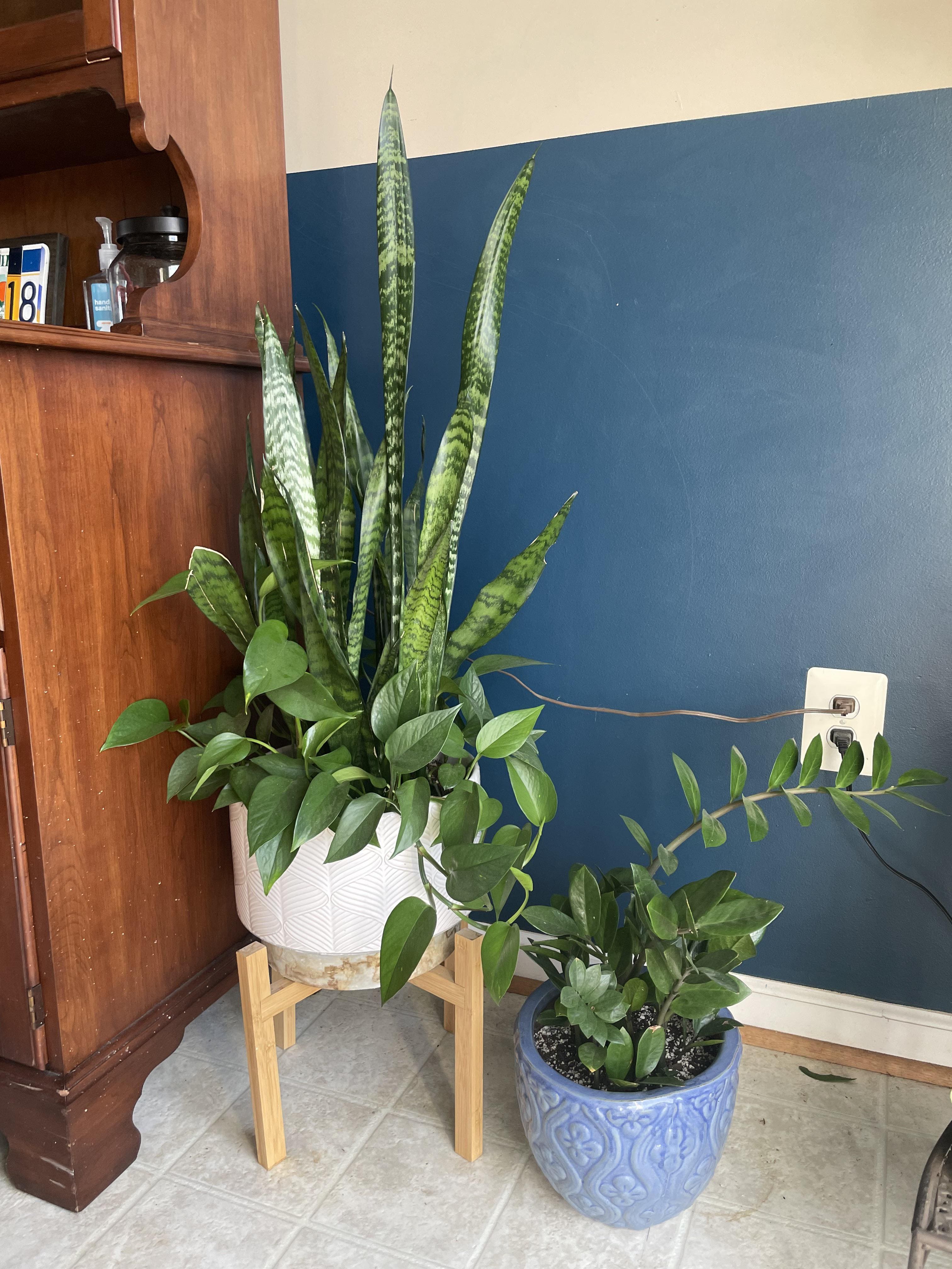 10 Best Plants That Grow Well with Snake Plants