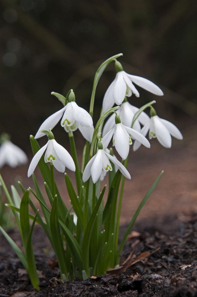 10 Best Bulbs You Can Plant in Fall