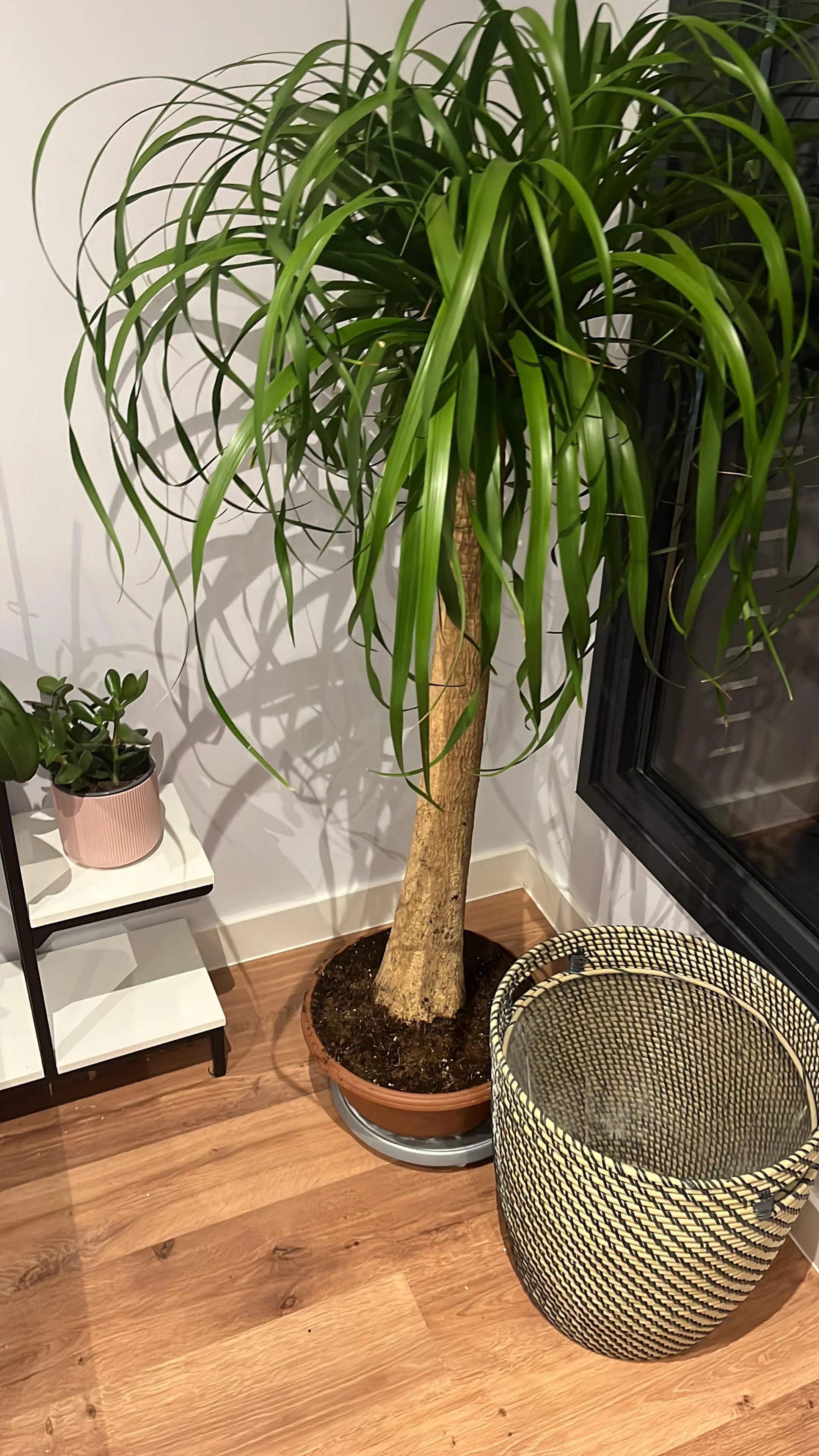 How to Make Your Ponytail Palm Grow Bigger and Taller