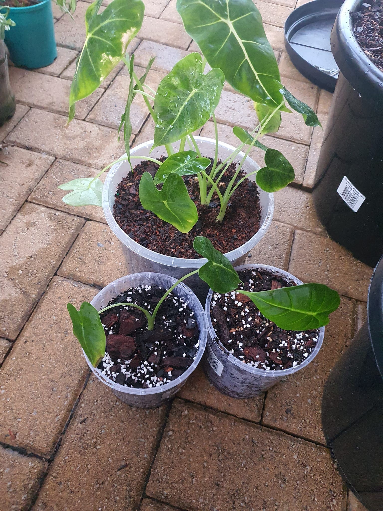 How to Keep Alocasia Green Velvet Leaves Healthy and Vibrant