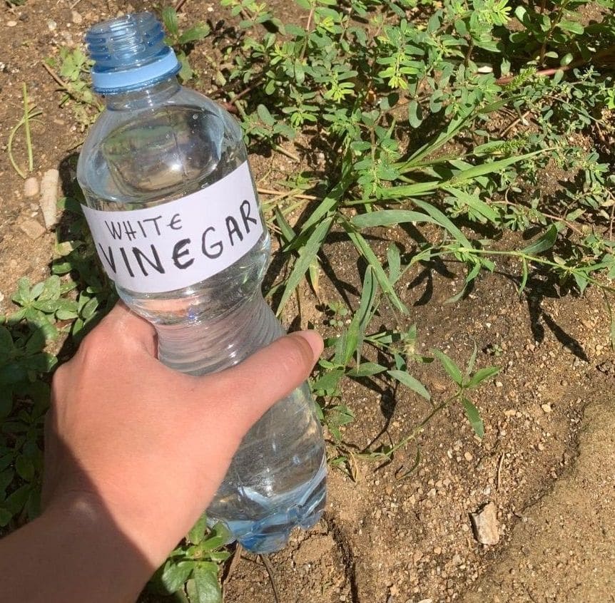 If You Use Vinegar in the Garden, Here’s What Can Happen