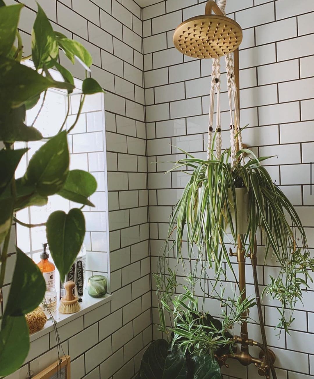 10 Plants That Love Living in a Shower Caddy