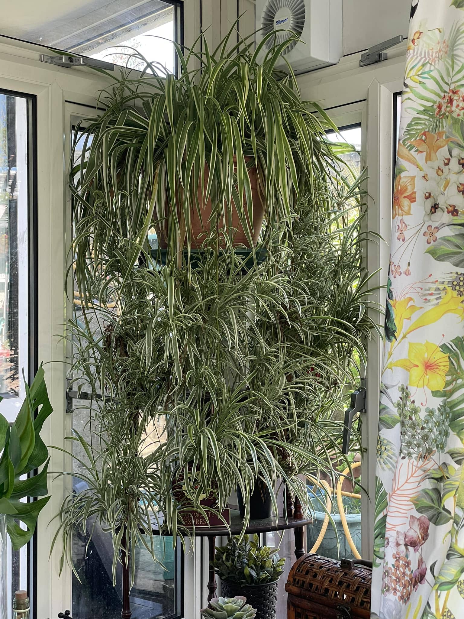 5 Reasons Spider Plants Get Brown Tips and How to Fix Them