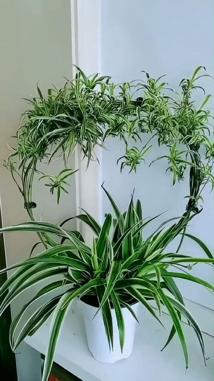 Brighten Up Your Home with the Top 5 Best Indoor Plants