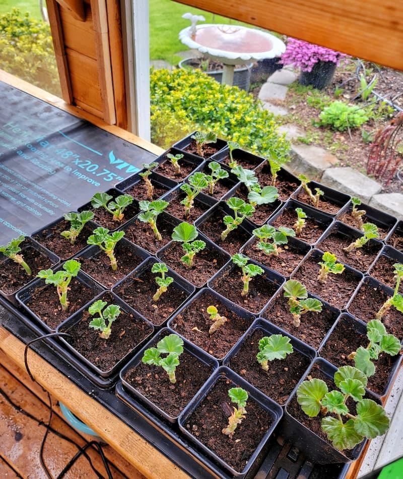 How to Propagate Geranium With 100% Success