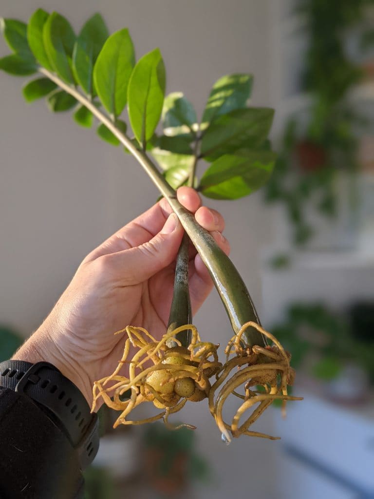 3 Easy Methods to Propagate ZZ Plants for More Green Beauty