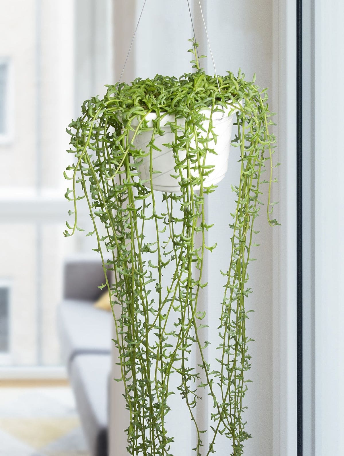 12 Unique Houseplants That Will Make Your Home Stand Out