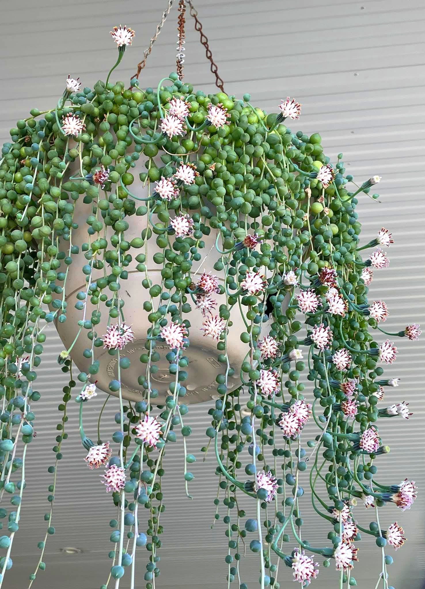 7 Proven Tricks to Make Your String of Pearls Flower