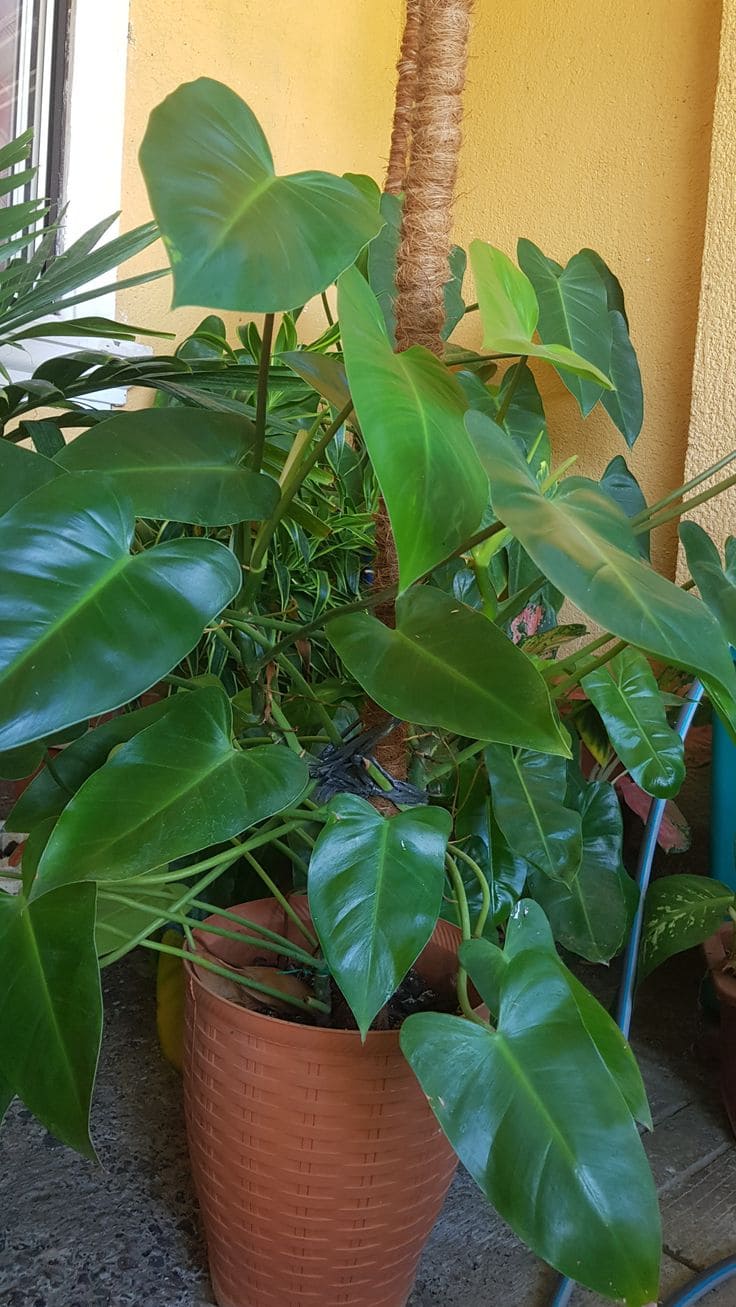 7 Tips to Grow Philodendrons with the Biggest Leaves