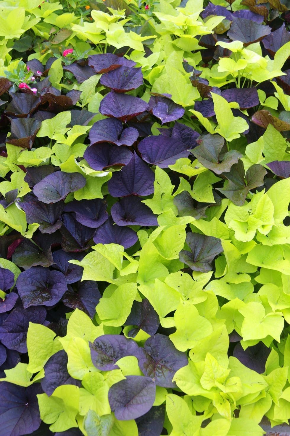 10 Stunning Plants With Purple Leaves for a Bold Garden