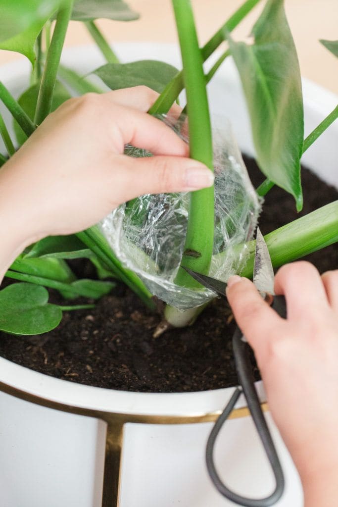 4 Easy Steps to Grow Monstera in Water Successfully
