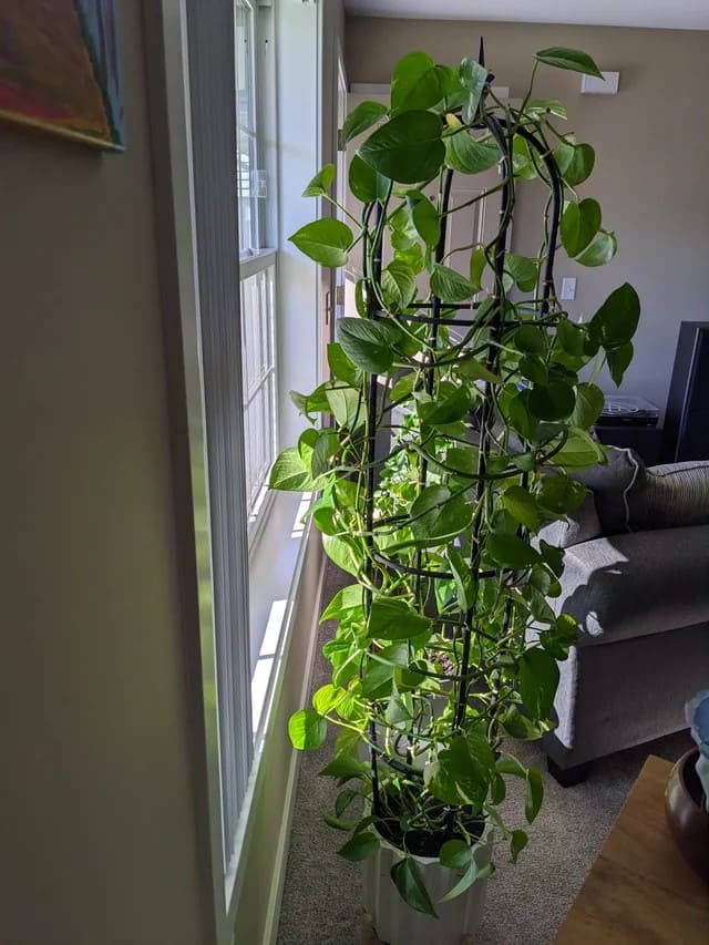 Tall Trellis Pothos Training Method