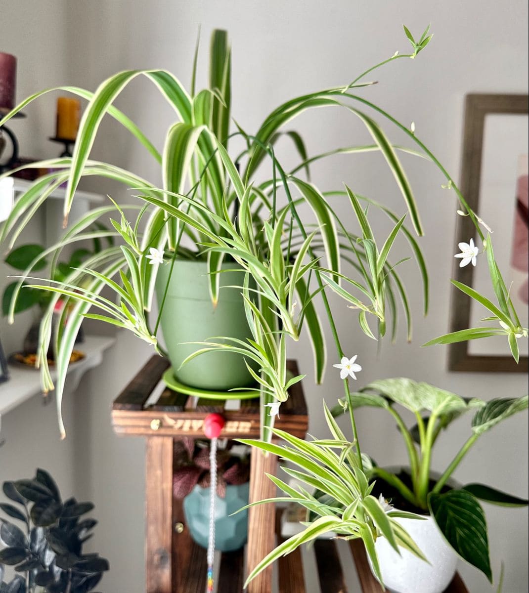 5 Easy Tips to Get Your Spider Plant to Flower