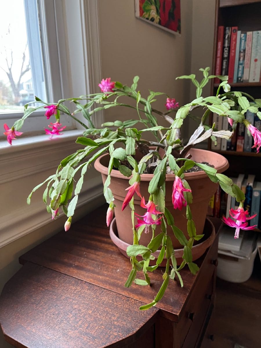 Stop Putting Saucers Under Your Planters. Here’s Why