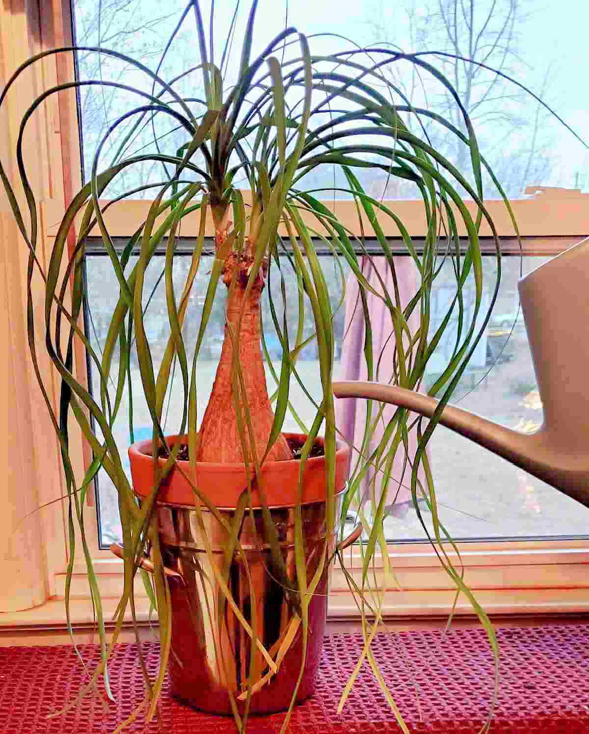 How to Make Your Ponytail Palm Grow Bigger and Taller
