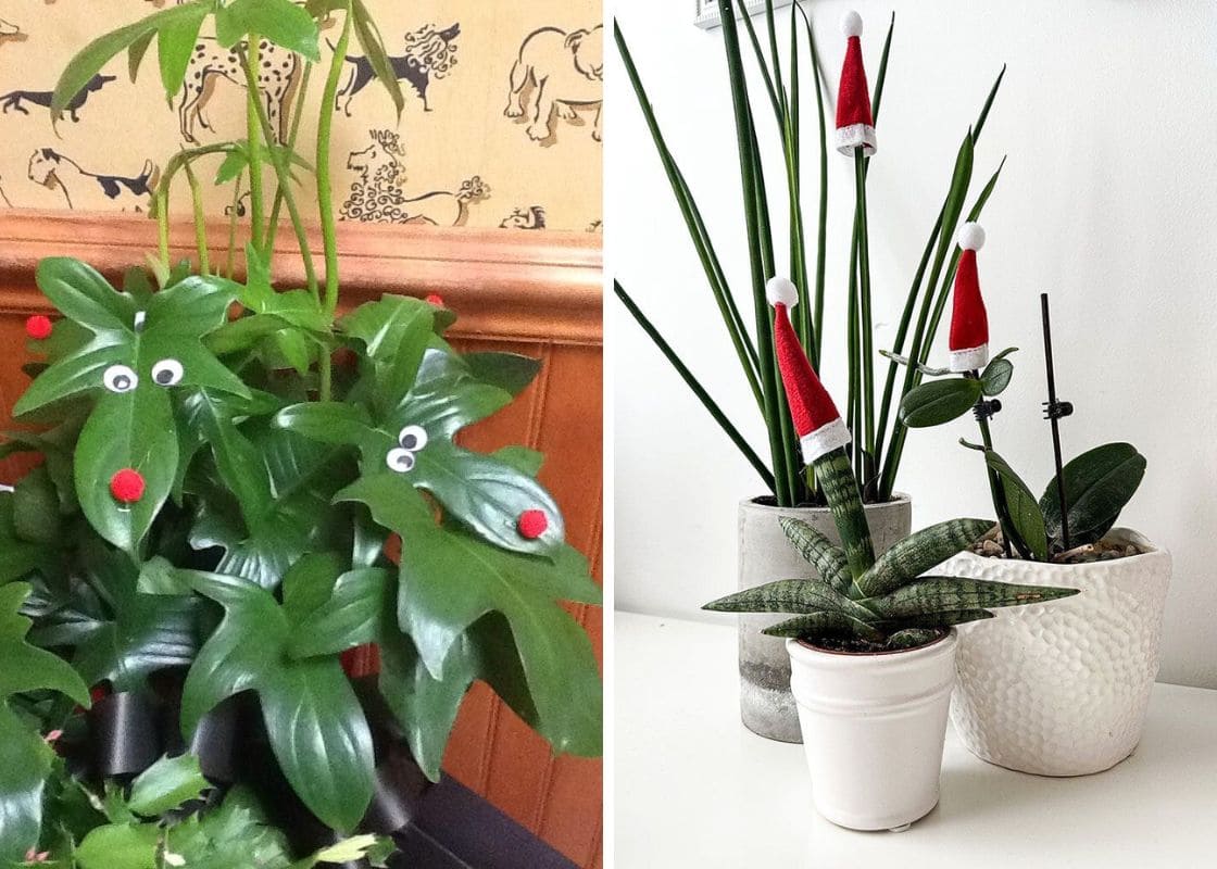 20 Ways to Decorate Your Houseplants Ready for Christmas 20 Ways to Decorate Your Houseplants Ready for Christmas