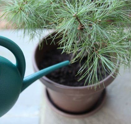 How to Grow a Tiny Pine Tree from a Pine Cone