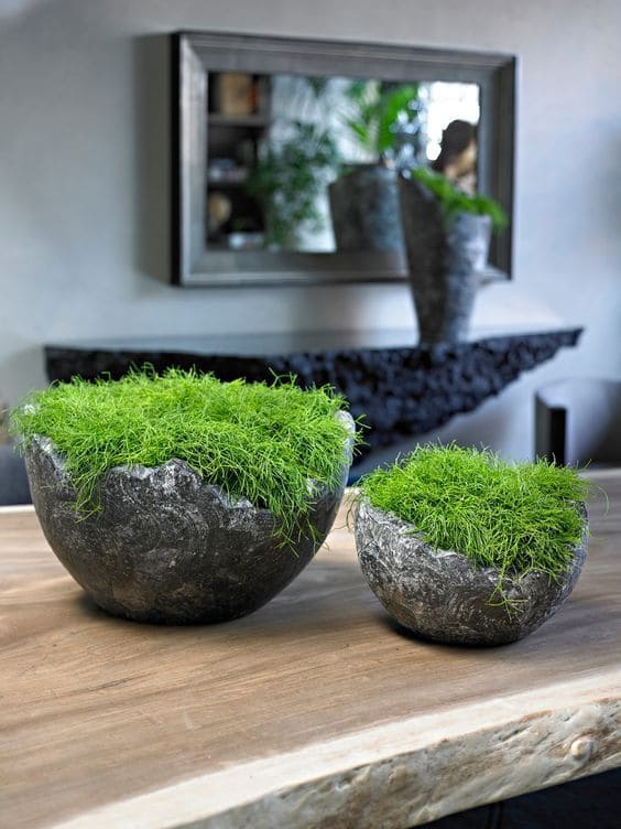 5 Steps to Grow Moss on Anything