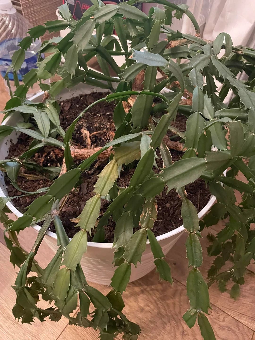 Shriveled Christmas Cactus Leaves? Here’s What’s Going On and How to Fix It