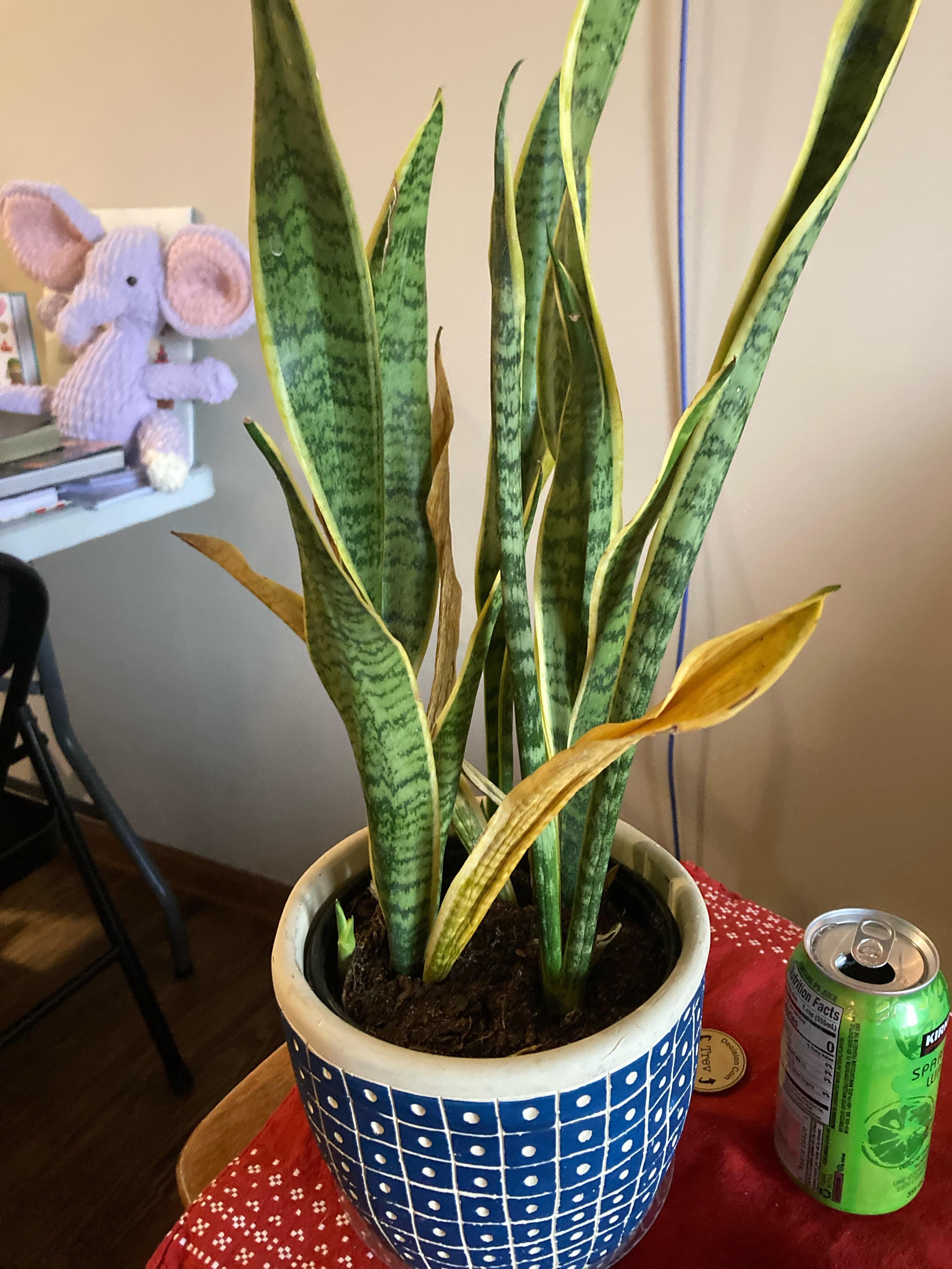 Why Gardeners Use Lemon Juice on Snake Plants