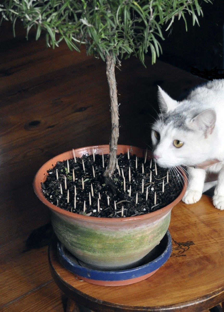 8 Smart Ways to Keep Cats Out of Your Houseplants