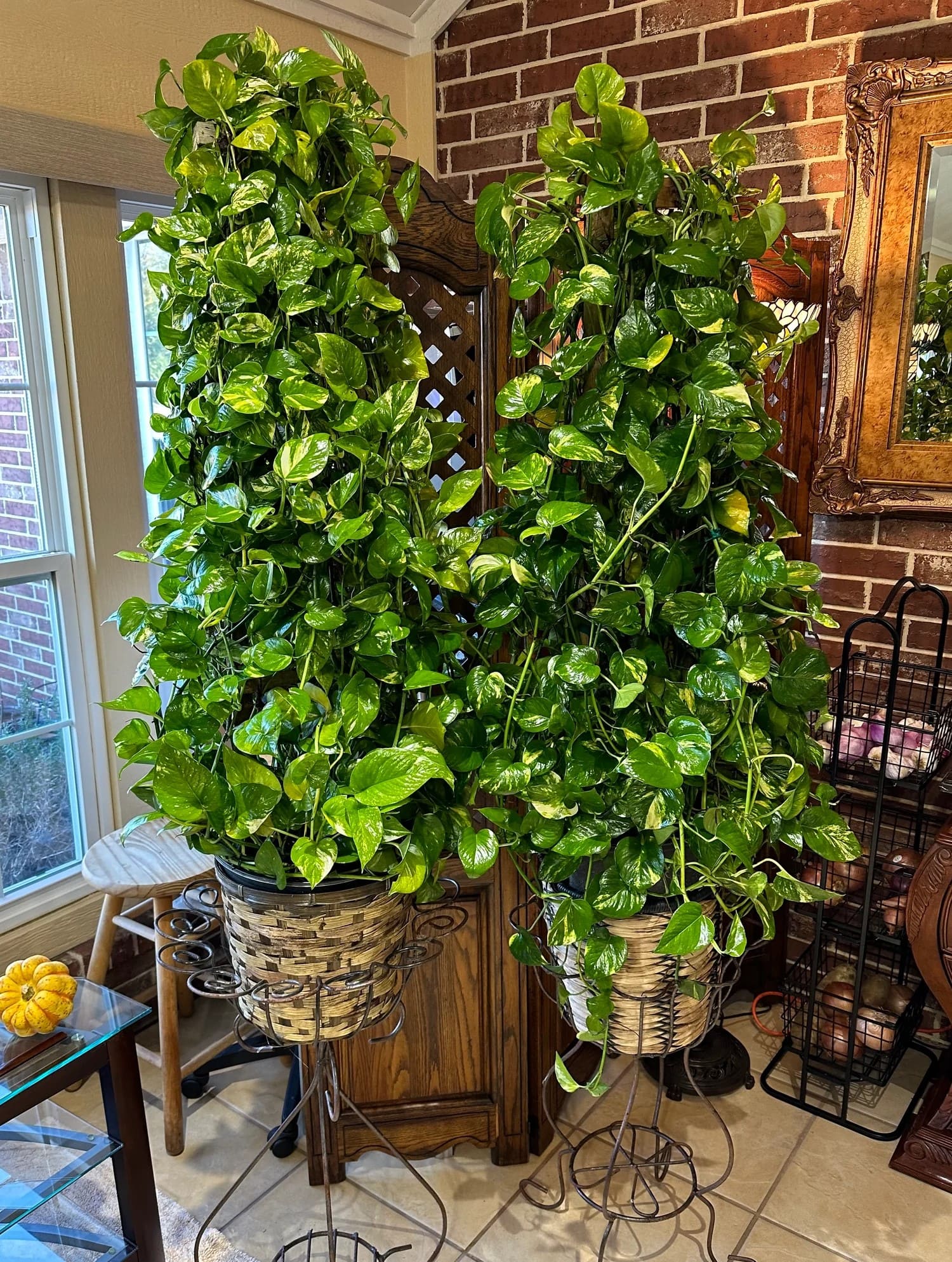Towering Pothos Columns