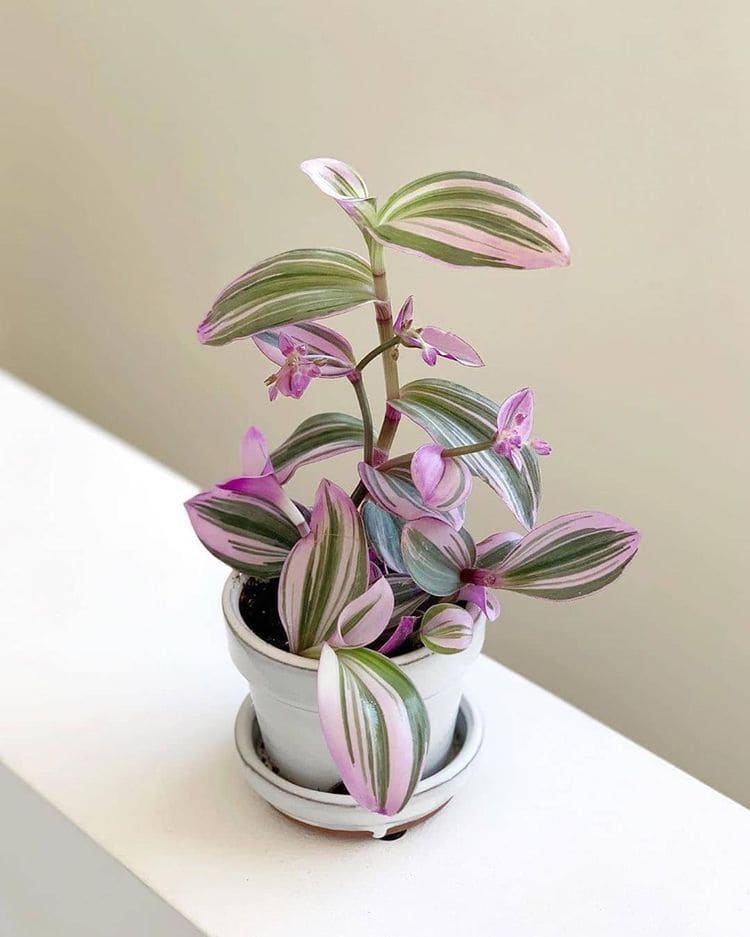 10 Stunning Indoor Plants That Change Colors