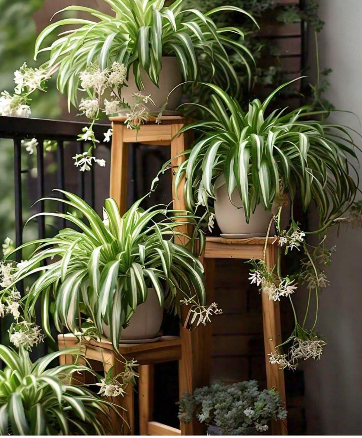 5 Easy Tips to Get Your Spider Plant to Flower