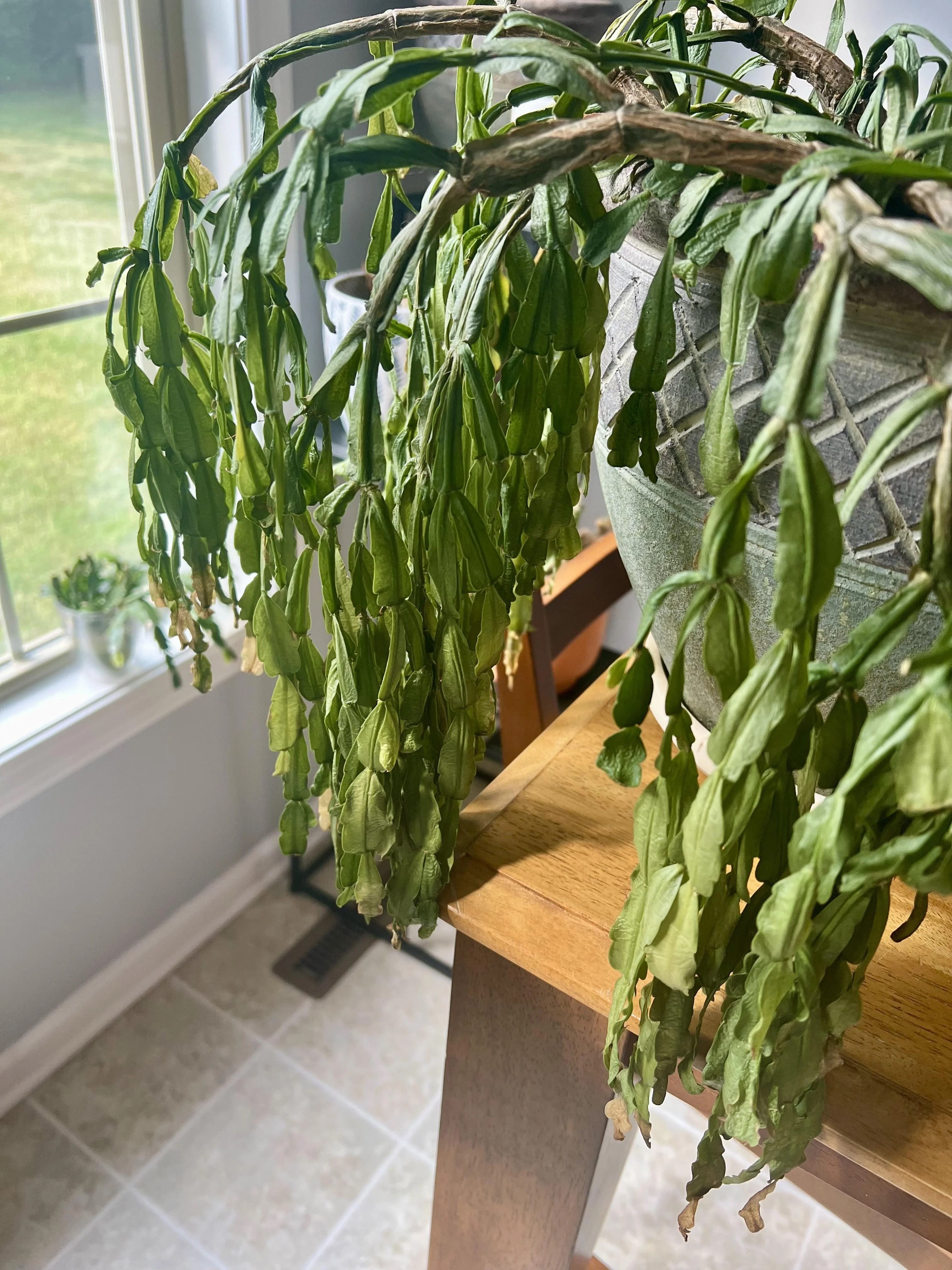 Shriveled Christmas Cactus Leaves? Here’s What’s Going On and How to Fix It
