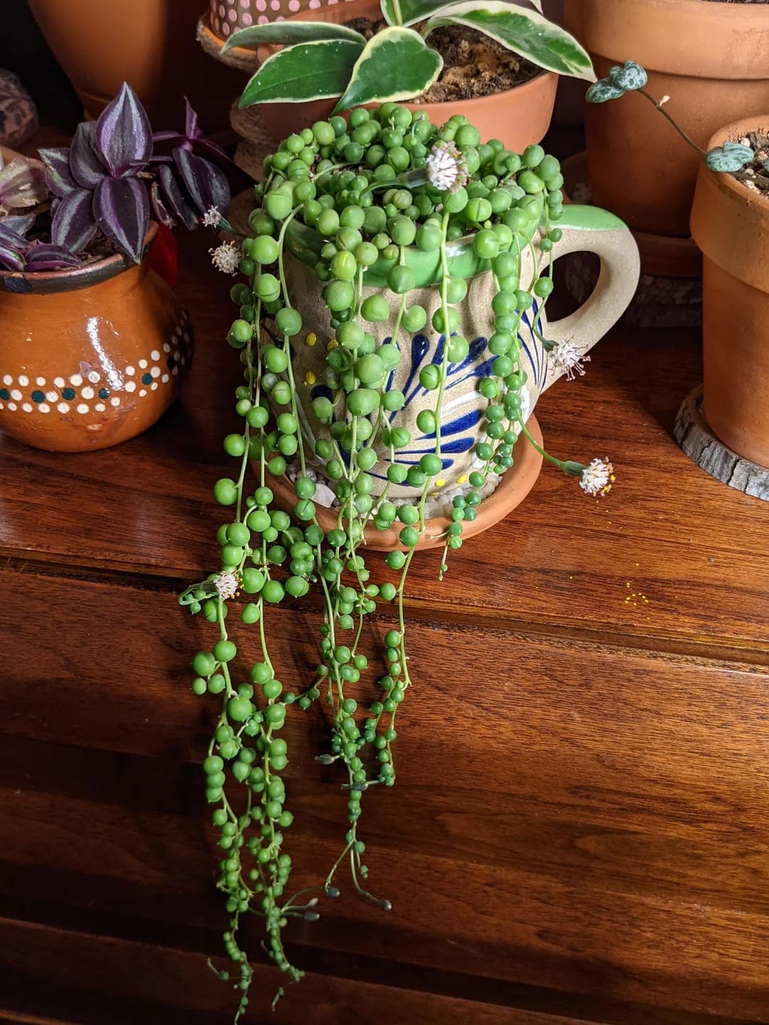 7 Proven Tricks to Make Your String of Pearls Flower