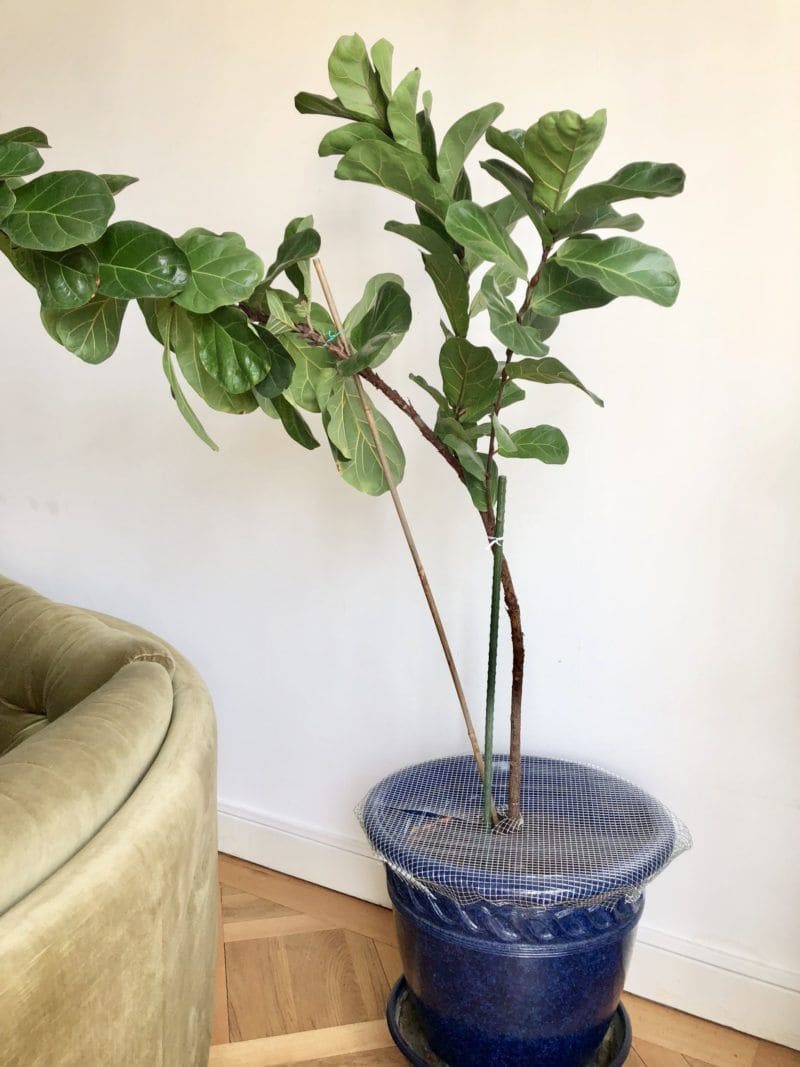 8 Smart Ways to Keep Cats Out of Your Houseplants