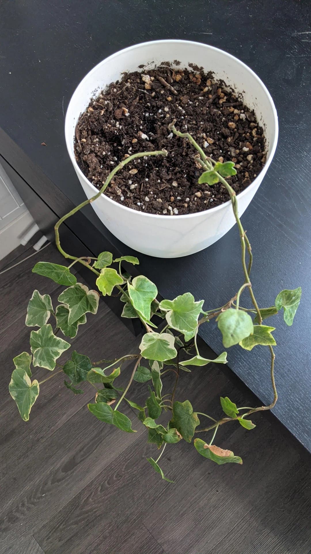 10 Mistakes to Avoid When Growing English Ivy Indoors