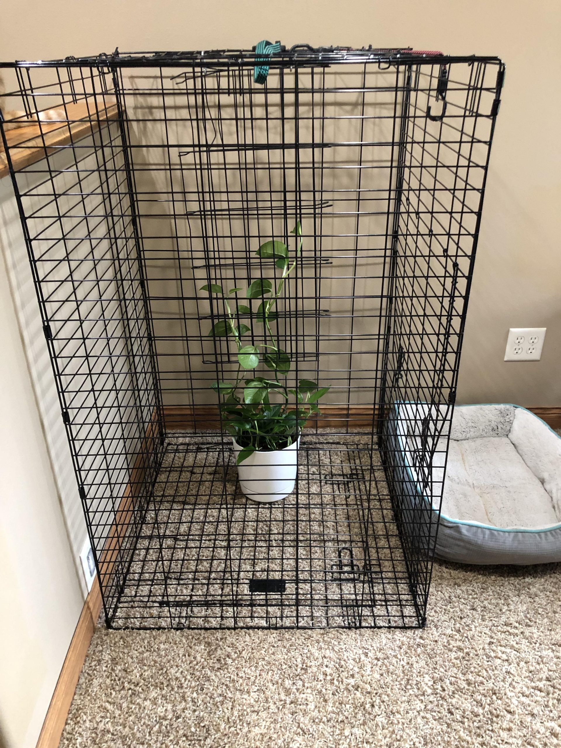 8 Smart Ways to Keep Cats Out of Your Houseplants