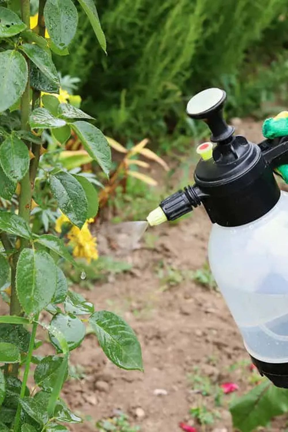 If You Use Vinegar in the Garden, Here’s What Can Happen